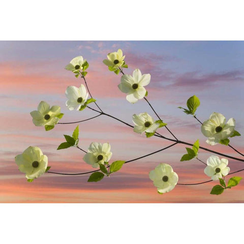 WA, Hood Canal Pacific dogwood blossoms Black Modern Wood Framed Art Print by Paulson, Don