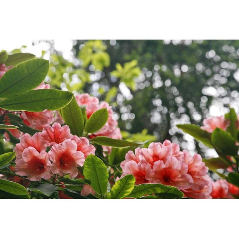 Washington, Seabeck Rhododendrons in a garden Black Modern Wood Framed Art Print by Paulson, Don