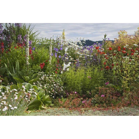 WA, Poulsbo Perennial garden with flower Black Modern Wood Framed Art Print with Double Matting by Paulson, Don
