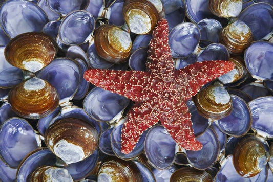 Image Only