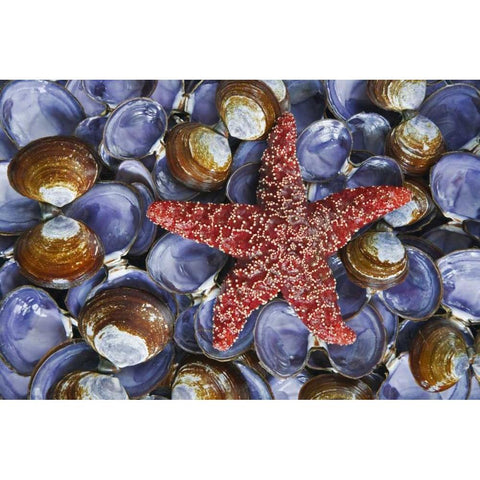 WA, Hood Canal, Seabeck Starfish and clam shells Black Modern Wood Framed Art Print by Paulson, Don