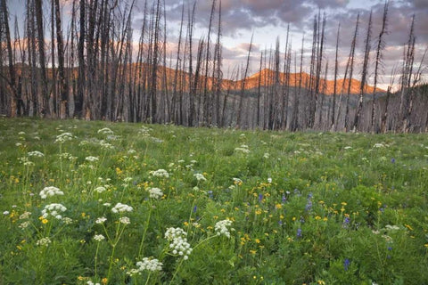 Washington, Mount Baker after a wildfire White Modern Wood Framed Art Print with Double Matting by Paulson, Don