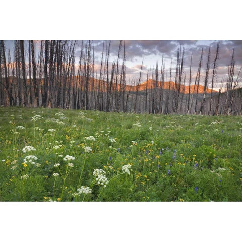 Washington, Mount Baker after a wildfire Black Modern Wood Framed Art Print by Paulson, Don