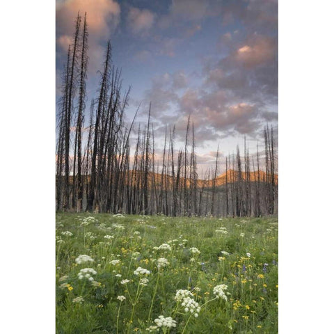 Washington, Mount Baker after a wildfire Gold Ornate Wood Framed Art Print with Double Matting by Paulson, Don