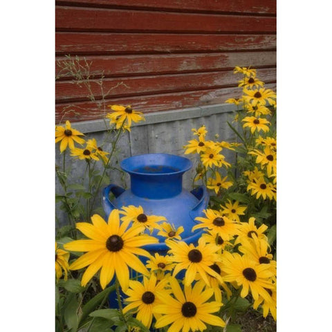 WA, Blue milk can sits amid garden flowers White Modern Wood Framed Art Print by Paulson, Don