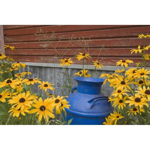 WA, Blue milk can sits amid garden flowers Black Modern Wood Framed Art Print by Paulson, Don