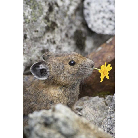 WA, Cascade Pass Pika with flower in mouth Black Modern Wood Framed Art Print by Paulson, Don