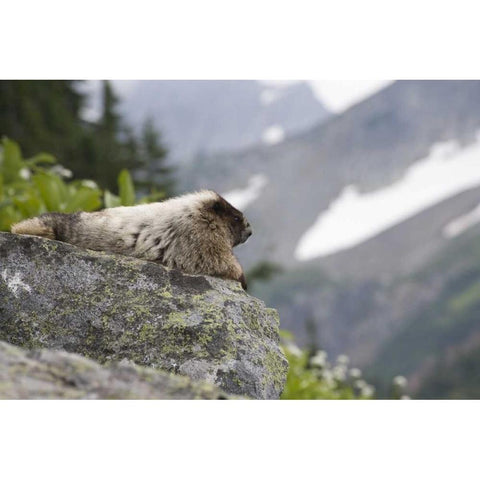WA, Cascade Pass Marmot sitting on rock  Black Modern Wood Framed Art Print by Paulson, Don