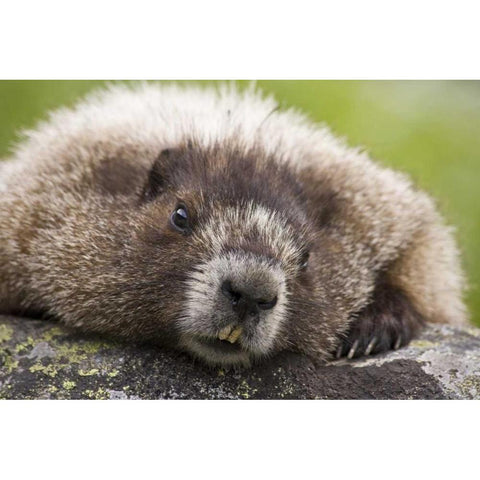 Washington, North Cascades, Cascade Pass Marmot Black Modern Wood Framed Art Print by Paulson, Don