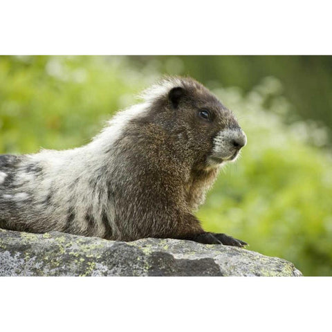 WA, North Cascades NP, Marmot sitting on rock Black Modern Wood Framed Art Print by Paulson, Don