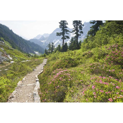 WA, Cascade Pass Hiking trail amid wilderness Black Modern Wood Framed Art Print by Paulson, Don