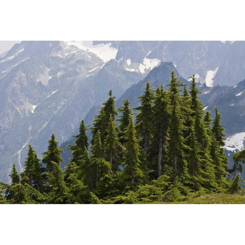 WA, North Cascades NP Mountain hemlock trees Black Modern Wood Framed Art Print by Paulson, Don
