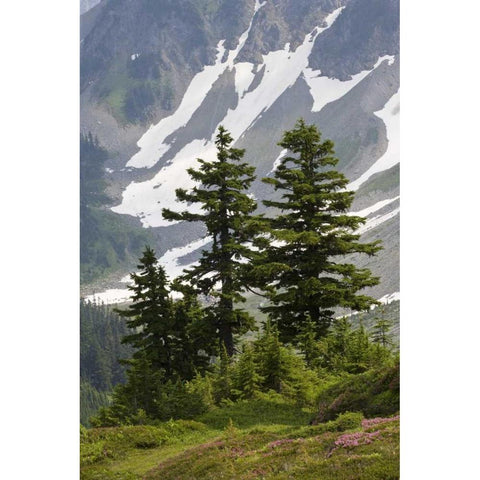WA, North Cascades NP Mountain hemlock trees Gold Ornate Wood Framed Art Print with Double Matting by Paulson, Don