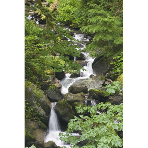 WA, N Cascades NP Lookout Creek on Cascade River Gold Ornate Wood Framed Art Print with Double Matting by Paulson, Don