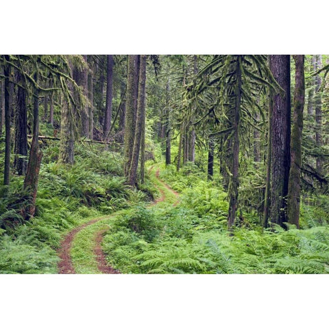 WA, Rockport SP, Rockport Road through trees, White Modern Wood Framed Art Print by Paulson, Don