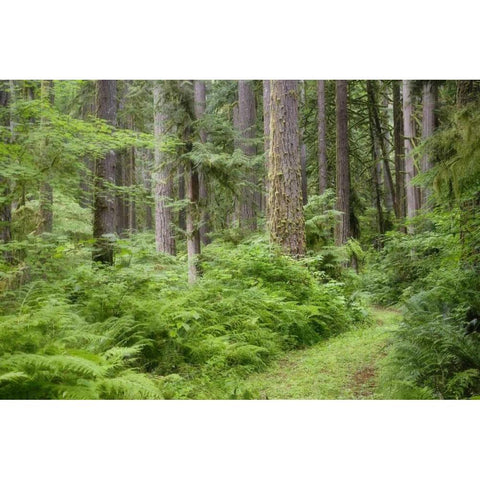 WA, Rockport SP, Rockport Road through trees, Black Modern Wood Framed Art Print by Paulson, Don