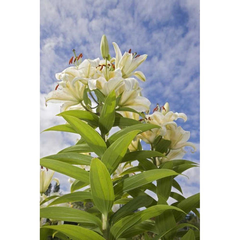 WA, Garden lily plant and flowers against sky Black Modern Wood Framed Art Print by Paulson, Don