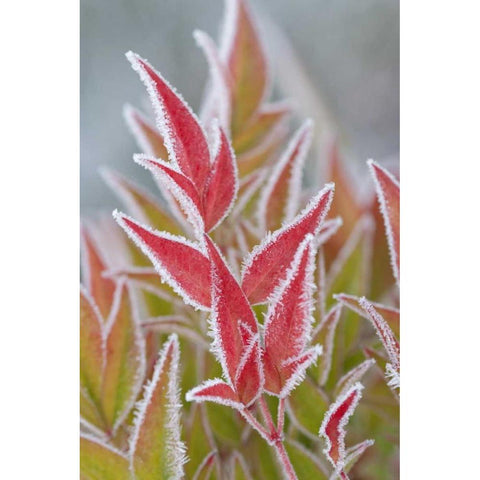 Washington, Seabeck Frost on fall foliage Black Modern Wood Framed Art Print by Paulson, Don