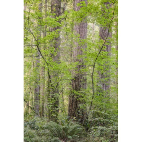 WA Forest in Battle Ground Lake SP Black Modern Wood Framed Art Print by Paulson, Don