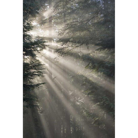 WA, Seabeck God rays illumine tree branches Black Modern Wood Framed Art Print by Paulson, Don