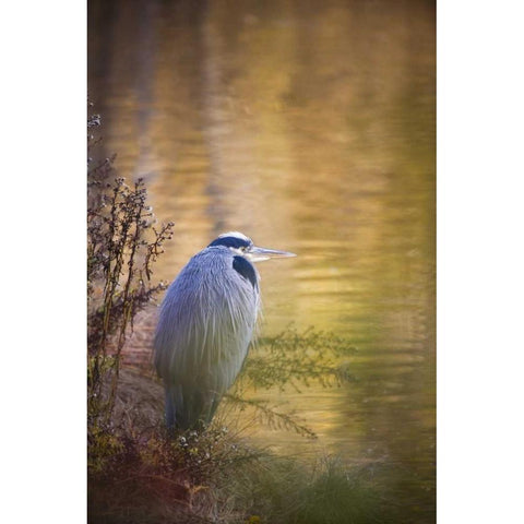 WA, Seabeck Great blue heron at edge of pond Black Modern Wood Framed Art Print by Paulson, Don