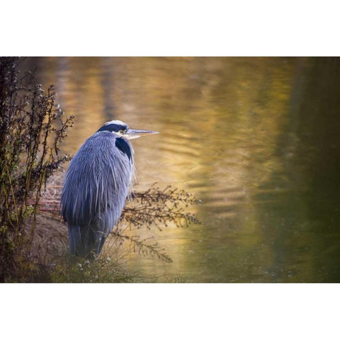 WA, Seabeck Great blue heron at edge of pond Black Modern Wood Framed Art Print by Paulson, Don