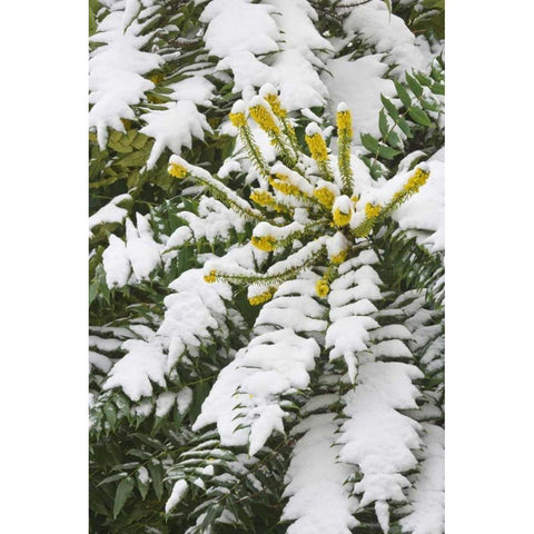 WA, snowy Oregon grape shrub with yellow flowers Black Modern Wood Framed Art Print by Paulson, Don