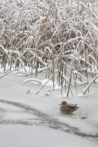 WA, Seabeck Lone mallard duck sits on icy pond Black Ornate Wood Framed Art Print with Double Matting by Paulson, Don
