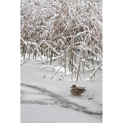 WA, Seabeck Lone mallard duck sits on icy pond Black Modern Wood Framed Art Print by Paulson, Don
