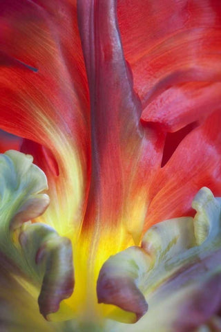 USA, Washington, Seabeck Detail of parrot tulip White Modern Wood Framed Art Print with Double Matting by Paulson, Don