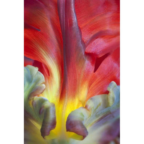 USA, Washington, Seabeck Detail of parrot tulip Black Modern Wood Framed Art Print by Paulson, Don