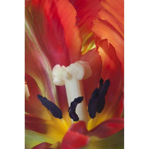 USA, Washington, Seabeck Detail of parrot tulip White Modern Wood Framed Art Print by Paulson, Don