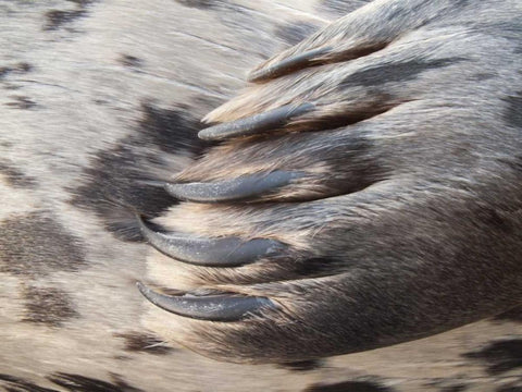 Washington, Seabeck Harbor seal flipper White Modern Wood Framed Art Print with Double Matting by Paulson, Don