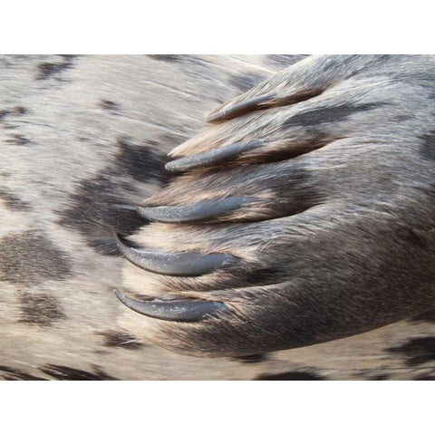 Washington, Seabeck Harbor seal flipper Black Modern Wood Framed Art Print by Paulson, Don