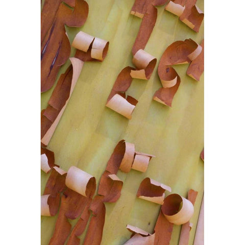 WA, Port Townsend Pacific madrone bark detail White Modern Wood Framed Art Print by Delisle, Gilles