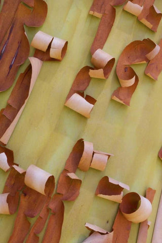 WA, Port Townsend Pacific madrone bark detail White Modern Wood Framed Art Print with Double Matting by Delisle, Gilles