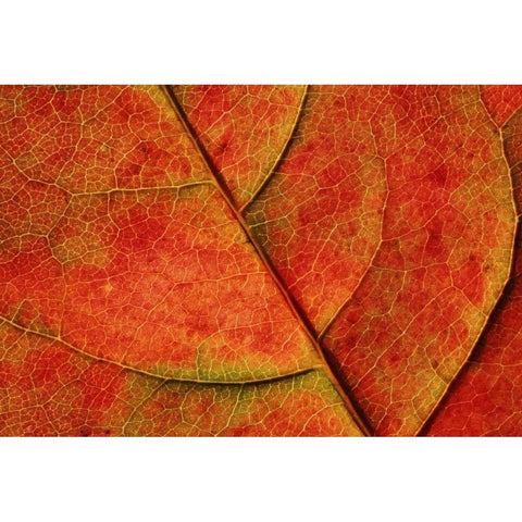 WA, Bellingham Dogwood leaf with veins in fall Black Modern Wood Framed Art Print by Satushek, Steve