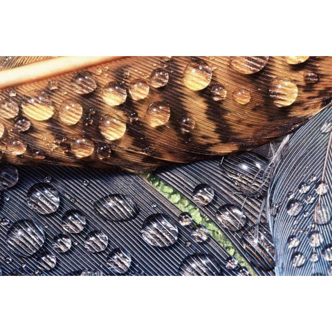 WA, Bellingham Close up of feather with dew Black Modern Wood Framed Art Print with Double Matting by Satushek, Steve