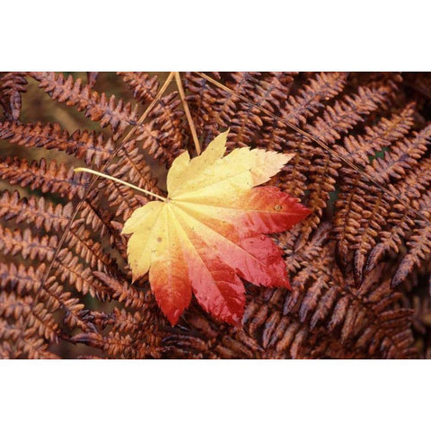 Washington State, Skagit County, Fall Foliage Black Modern Wood Framed Art Print by Satushek, Steve