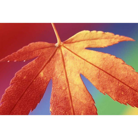 USA, Washington, Bellingham Gold Ornate Wood Framed Art Print with Double Matting by Satushek, Steve