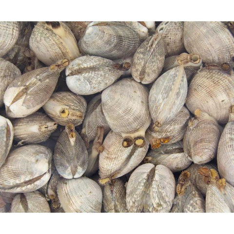 WA, Puget Sound Bucket of live Manila clams Black Modern Wood Framed Art Print by Paulson, Don