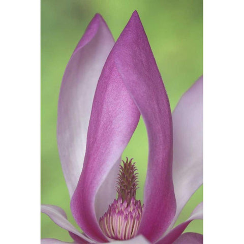 USA, Washington Close-up of magnolia blossom Black Modern Wood Framed Art Print by Paulson, Don