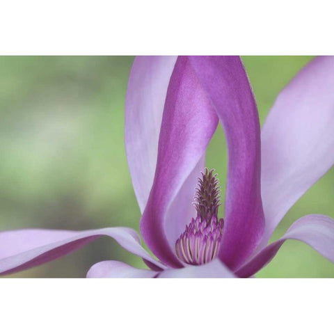 USA, Washington Close-up of magnolia blossom Black Modern Wood Framed Art Print by Paulson, Don