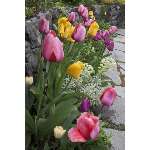 USA, Washington, Seabeck Tulips line garden wall Black Modern Wood Framed Art Print with Double Matting by Paulson, Don