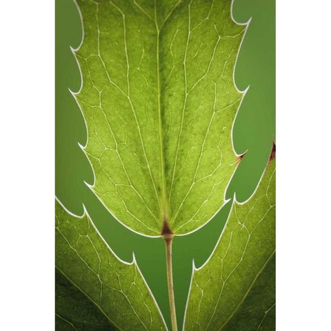 Washington, Seabeck Oregon grape plant Black Modern Wood Framed Art Print by Paulson, Don