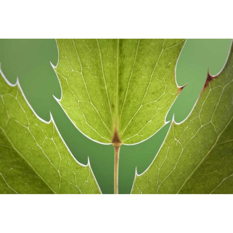 Washington, Seabeck Oregon grape plant Black Modern Wood Framed Art Print by Paulson, Don