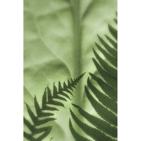 WA, Seabeck Frens on backlit skunk cabbage leaf Gold Ornate Wood Framed Art Print with Double Matting by Paulson, Don