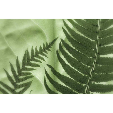 WA, Seabeck Frens on backlit skunk cabbage leaf Black Modern Wood Framed Art Print with Double Matting by Paulson, Don