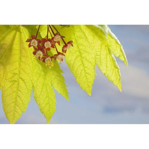 Washington, Seabeck Flowering vine maple leaf Black Modern Wood Framed Art Print by Paulson, Don