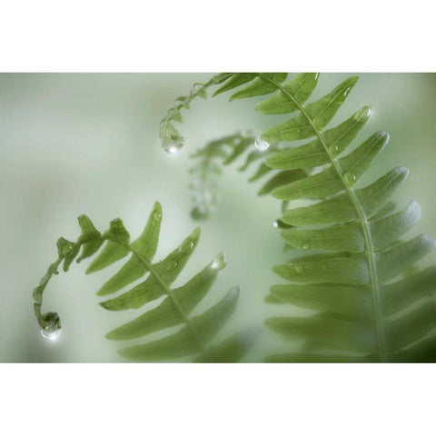 Washington, Seabeck Close-up of dewy deer ferns Black Modern Wood Framed Art Print by Paulson, Don
